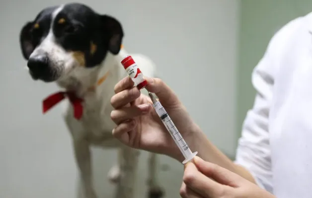 Vacinação antirrábica neste sábado em Regência, Baixo Quartel e Desengano