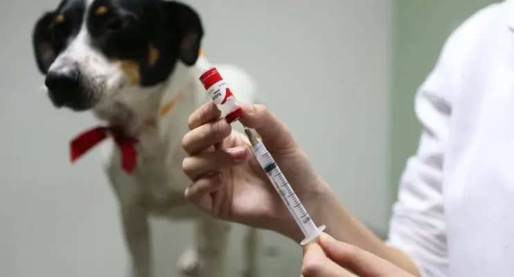 Vacinação antirrábica neste sábado em Regência, Baixo Quartel e Desengano