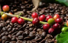 Veja lista de classificados para a final do 9° Concurso da Qualidade do Café Conilon de Linhares