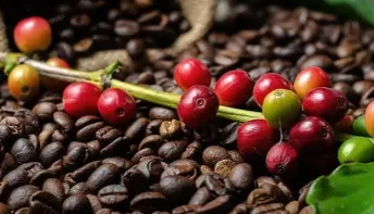 Veja lista de classificados para a final do 9° Concurso da Qualidade do Café Conilon de Linhares