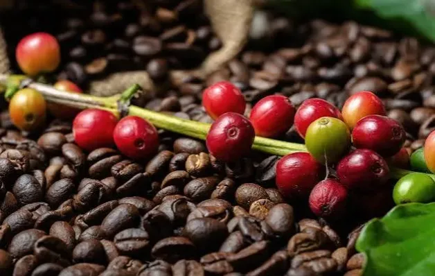 Veja lista de classificados para a final do 9° Concurso da Qualidade do Café Conilon de Linhares
