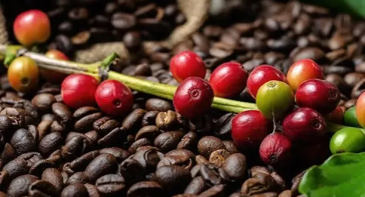 Veja lista de classificados para a final do 9° Concurso da Qualidade do Café Conilon de Linhares