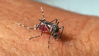 Veja medidas para evitar que as crianças peguem dengue na volta às aulas