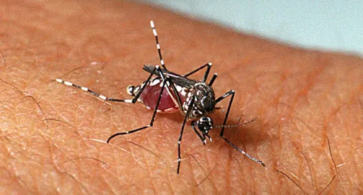 Veja medidas para evitar que as crianças peguem dengue na volta às aulas