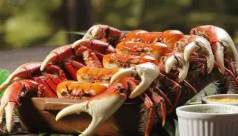 Vem aí  22ª Edição do Festival do Caranguejo de Campo Grande 
