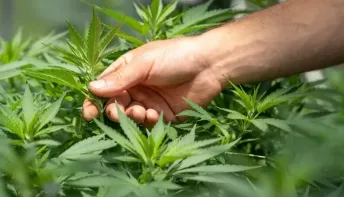 Venda de cannabis medicinal nas farmácias do Brasil bate recorde no primeiro trimestre