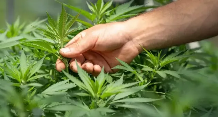 Venda de cannabis medicinal nas farmácias do Brasil bate recorde no primeiro trimestre