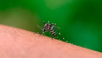 Vinte municípios capixabas receberão as primeiras doses de vacina contra dengue