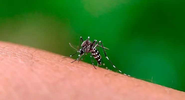 Vinte municípios capixabas receberão as primeiras doses de vacina contra dengue