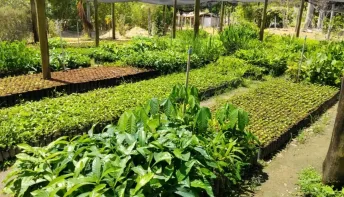 Viveiro Municipal de Aracruz produz mais de 52 mil mudas em 2025