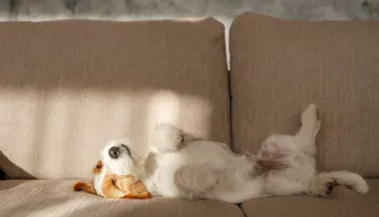 Você sabe por que nunca deve acordar seu cão? Conheça os motivos!