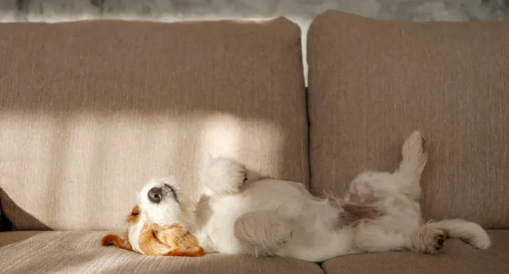 Você sabe por que nunca deve acordar seu cão? Conheça os motivos!