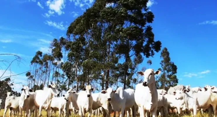 Você sabia que  metade das cidades do ES tem mais bois do que habitantes e Pedro Canário é uma delas