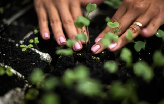 Voluntários celebram Dia da Árvore com o plantio de mudas no Parque da Cidade, em Salvador