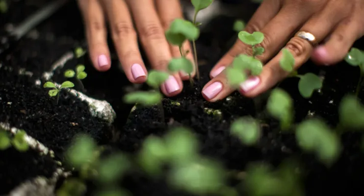 Voluntários celebram Dia da Árvore com o plantio de mudas no Parque da Cidade, em Salvador